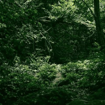 Van Long Nature Reserve & Cuc Phuong National Park Private Day Tour