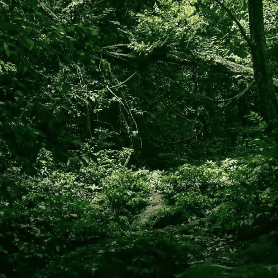 Van Long Nature Reserve & Cuc Phuong National Park Private Day Tour