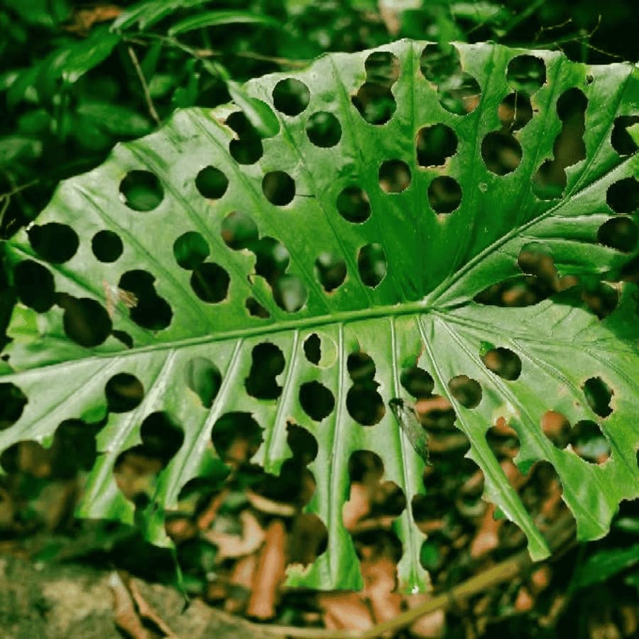 Van Long Nature Reserve & Cuc Phuong National Park Private Day Tour