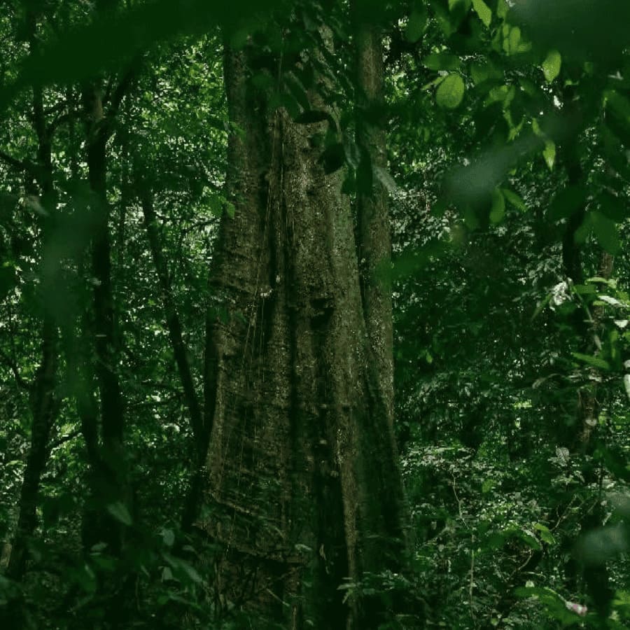 Van Long Nature Reserve & Cuc Phuong National Park Private Day Tour