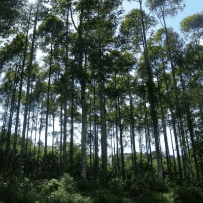 Van Long Nature Reserve & Cuc Phuong National Park Private Day Tour