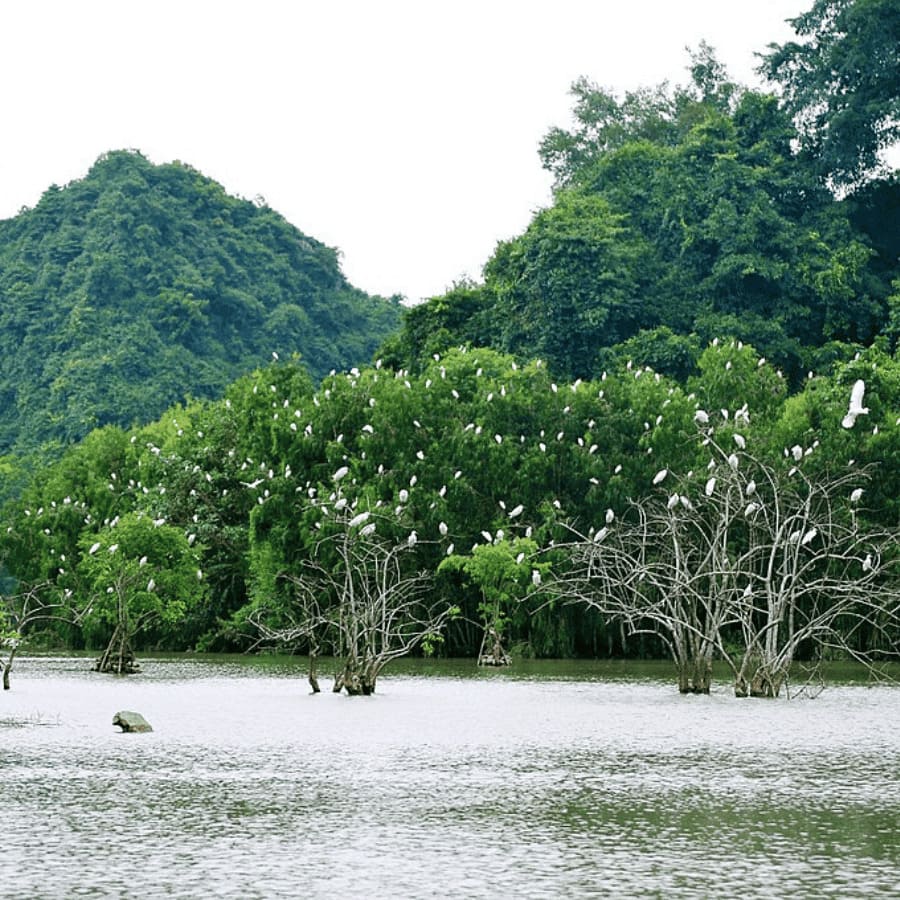 Van Long Nature Reserve & Cuc Phuong National Park Private Day Tour