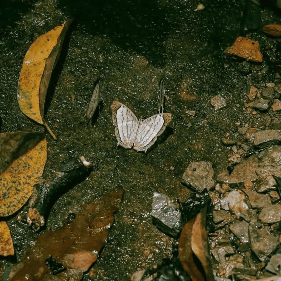 Van Long Nature Reserve & Cuc Phuong National Park Private Day Tour