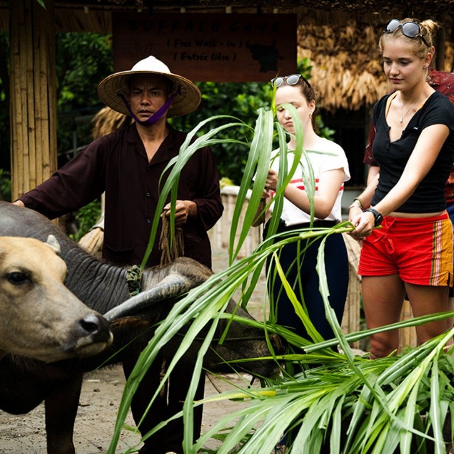 Vietnam Rural Life Experience – Buffalo Bathing, Farming and Local Cooking Tour