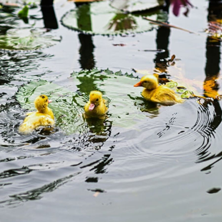 Vietnam Rural Life Experience – Buffalo Bathing, Farming and Local Cooking Tour