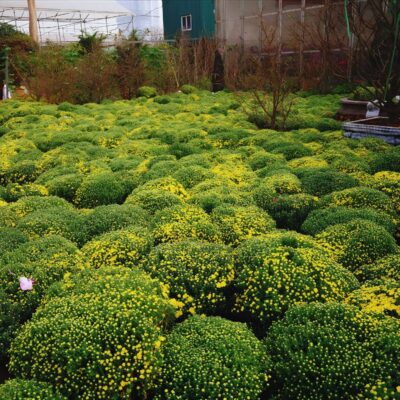 Countryside Tour Bat Trang Pottery & Xuan Quan Flower Village