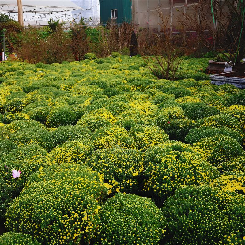 Countryside Tour Bat Trang Pottery & Xuan Quan Flower Village