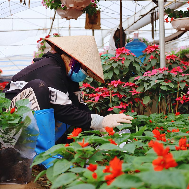 Countryside Tour Bat Trang Pottery & Xuan Quan Flower Village