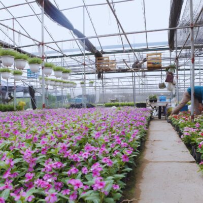 Countryside Tour Bat Trang Pottery & Xuan Quan Flower Village