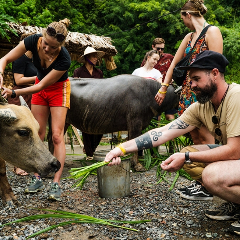 Buffalo Riding Experience in Tam Coc 1.5-Hour Traditional Farming Tour