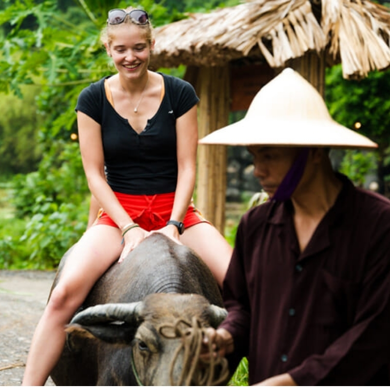 Buffalo Riding Experience in Tam Coc 1.5-Hour Traditional Farming Tour
