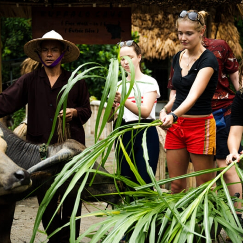 Buffalo Riding Experience in Tam Coc 1.5-Hour Traditional Farming Tour