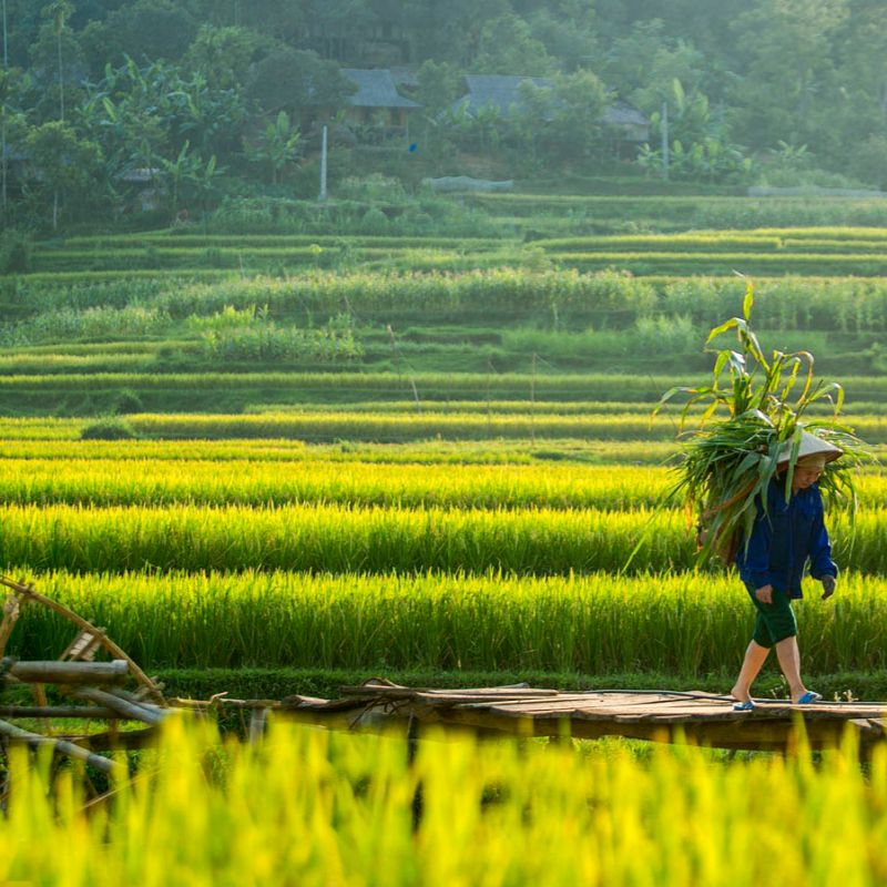 From Hanoi to Mai Chau - Pu Luong - Ninh Binh - Hanoi 3 Day Nature & Cultural Discovery