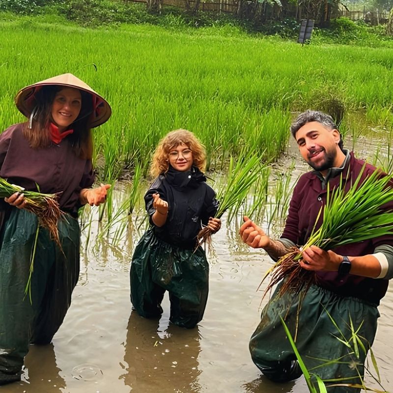 Rice Planting Experience in Tam Coc 1.5-Hour Traditional Farming Tour