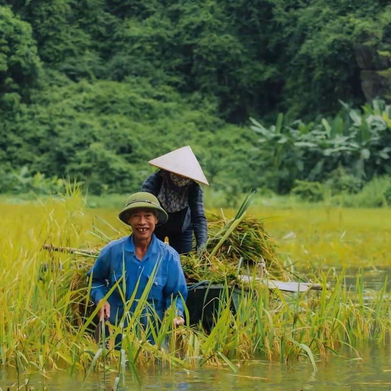 Rice Planting Experience in Tam Coc 1.5-Hour Traditional Farming Tour
