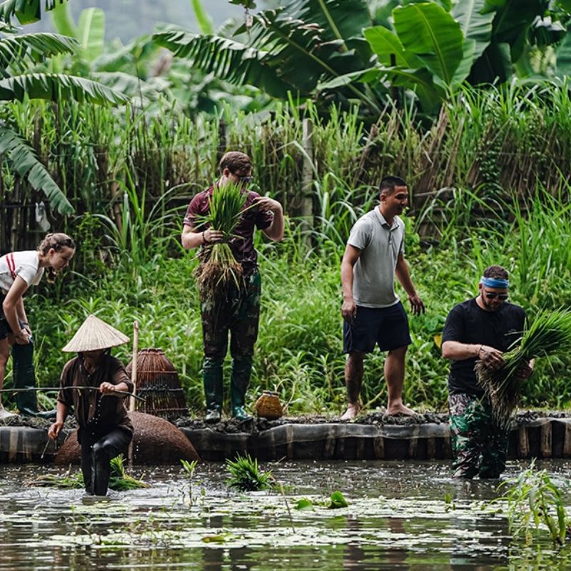 Rice Planting Experience in Tam Coc 1.5-Hour Traditional Farming Tour