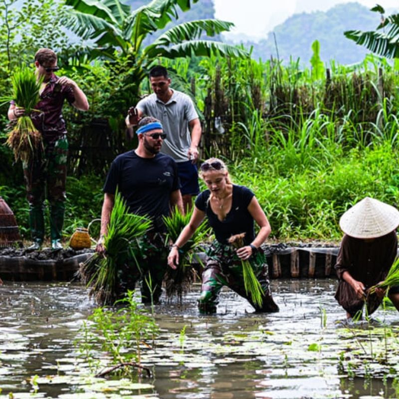 Rice Planting Experience in Tam Coc 1.5-Hour Traditional Farming Tour