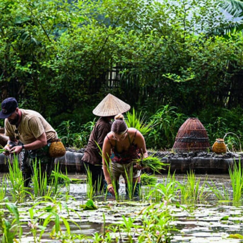 Rice Planting Experience in Tam Coc 1.5-Hour Traditional Farming Tour