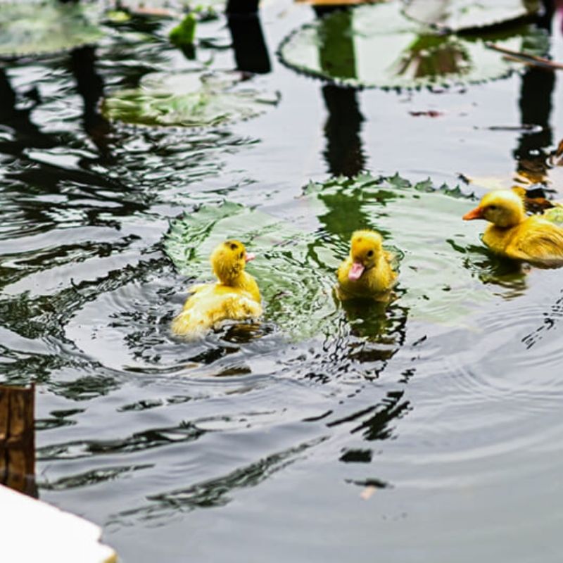 Rice Planting Experience in Tam Coc 1.5-Hour Traditional Farming Tour