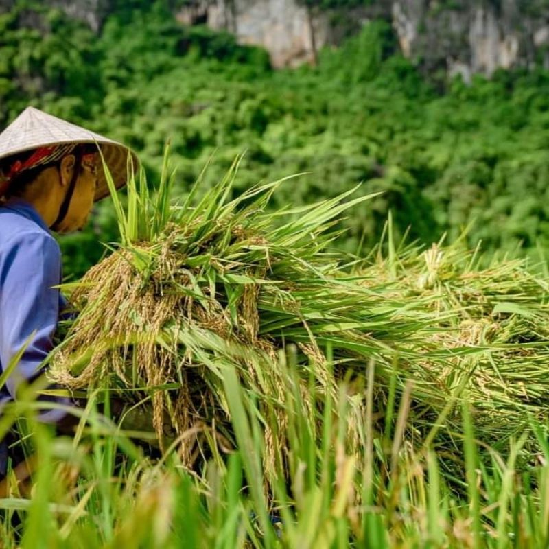 Rice Planting Experience in Tam Coc 1.5-Hour Traditional Farming Tour